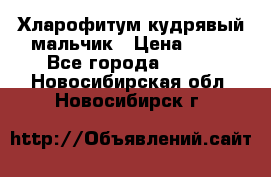 Хларофитум кудрявый мальчик › Цена ­ 30 - Все города  »    . Новосибирская обл.,Новосибирск г.